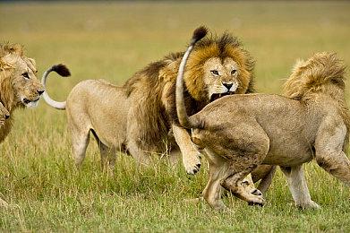 平台类新作《The Cub》公布 已上架Steam、支持中文